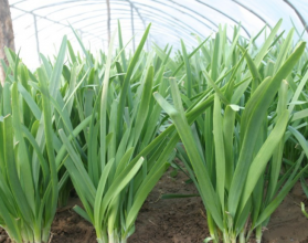 大棚蔬菜用什么生物有机肥好？蔬菜底肥怎么选择？