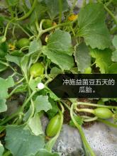 土里有害菌多怎么解决？科学净化土壤菌群从根源防病害